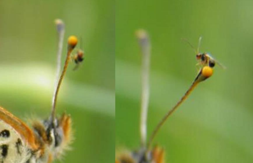 Quiz! Probabile Cynipidae sull''antenna di una farfalla